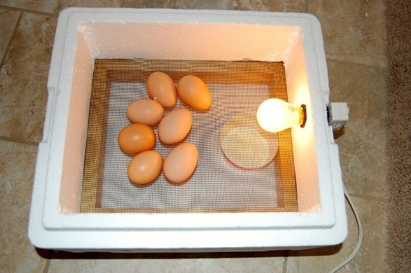  Incubadora de ovos de poliestireno