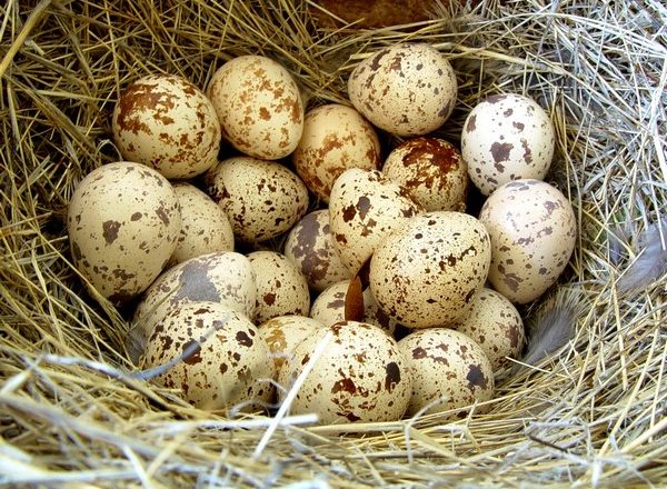  incubação de ovos de codorna