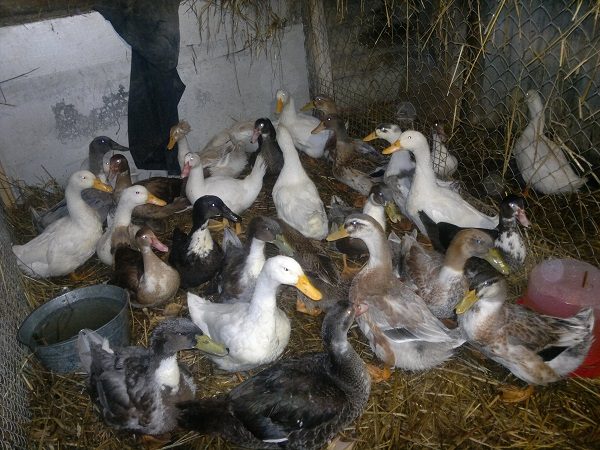  Diferentes raças de patos de corte na fazenda