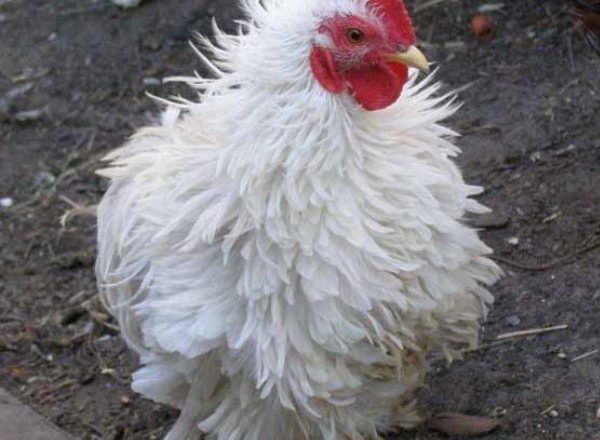  coccidiose em galinhas e galinhas