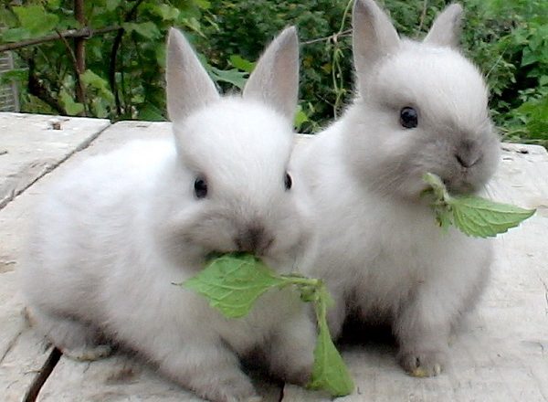  O que alimentar coelhos
