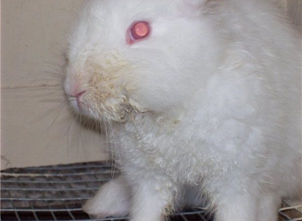  Estomatite infecciosa em coelhos