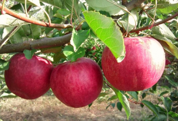  Variedades de macieiras Glória aos vencedores: características descritivas