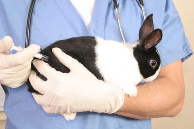  Que vacinas fazem coelhos e quando?