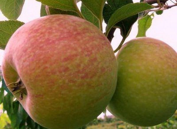  A variedade de macieiras Candy: características descritivas, regras de plantio e cuidado