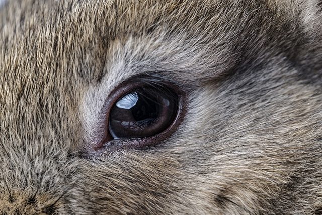  Doenças oculares de coelho