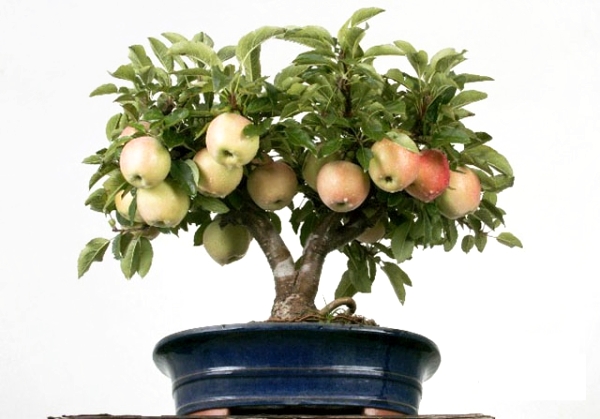  Como crescer uma macieira a partir de sementes em casa: instruções