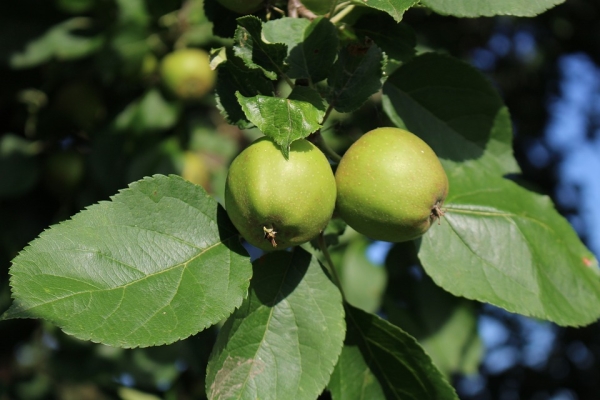  O que pode ser feito e como aplicar maçãs não maduras?