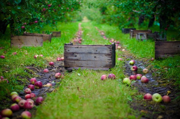  Como e quando coletar maçãs para armazenamento para o inverno: dicas