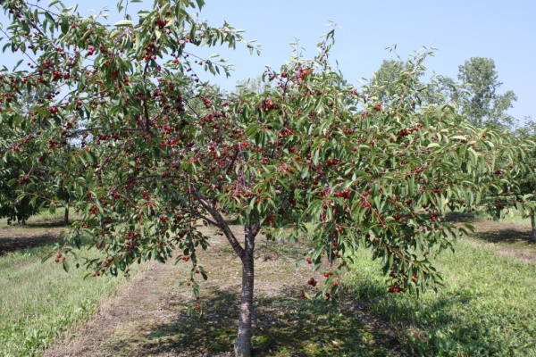  Plantando cerejas no outono, cuidando de árvores, recomendações úteis