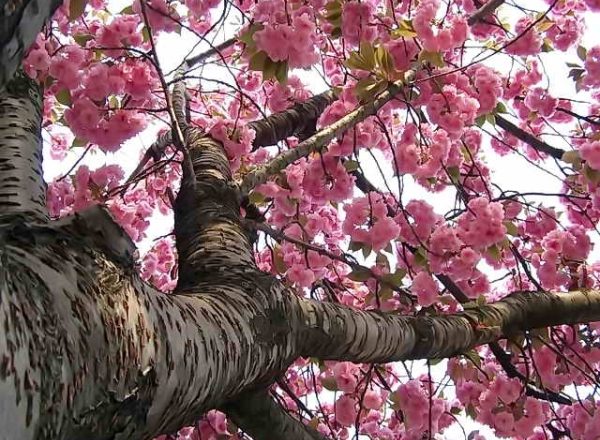  Sakura japonesa de cerejeira: características descritivas da árvore, plantio, cuidado, variedades