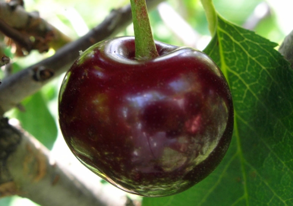  Vladimirskaya variedade de cerejas: descrição da árvore, plantio e cuidado, proteção contra doenças e pragas