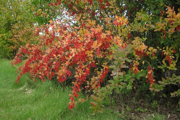  O barberry ordinário - um arbusto espinhoso, floresce em abril-maio, as bagas oblongas vermelhas brilhantes amadurecem em setembro-outubro
