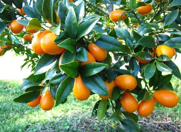  Kumquat de Frutas Tropicais