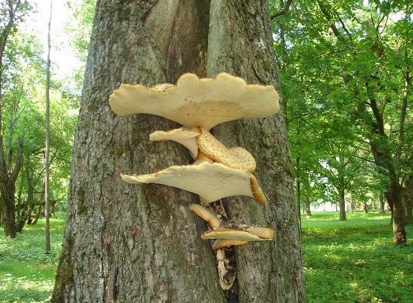  Cogumelos nas árvores