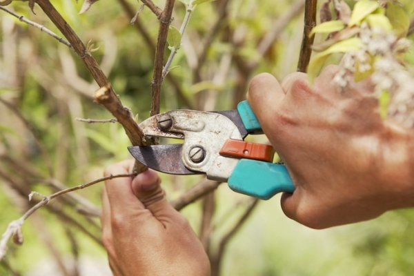  Poda de árvores frutíferas: por que é necessário e quando é realizado?