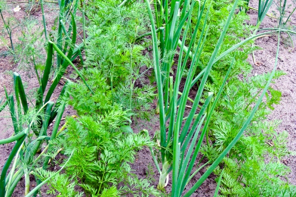  Plantar cebolas e cenouras no mesmo leito: vantagens, métodos