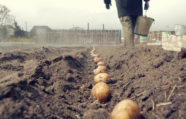  Plantando batatas na região de Leningrado