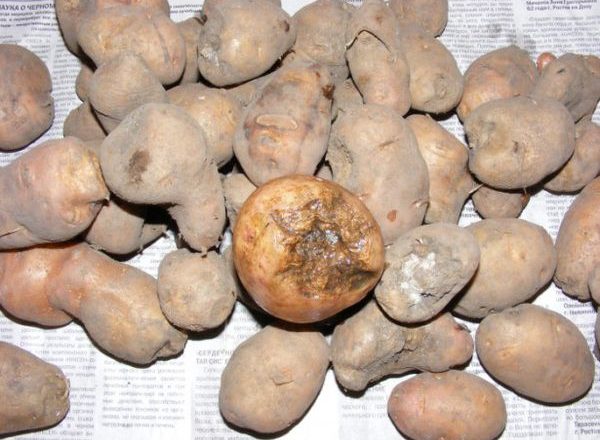  Danos causados ​​por batatas nematóides