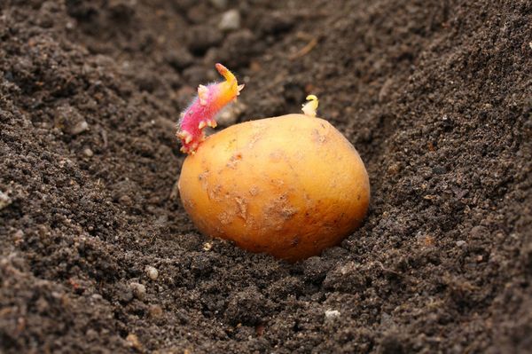  Plantando batatas na região de Moscou