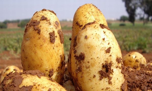  Descrição das variedades de batata Uladar