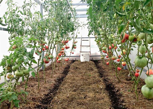  Tomates Mulching