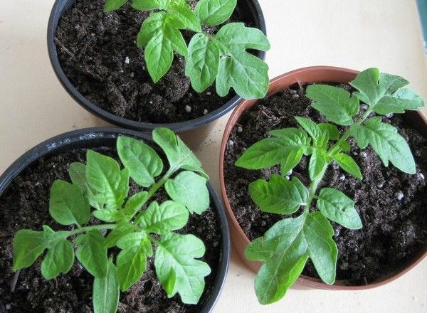  O que fazer se as mudas de tomate não crescerem após a colheita