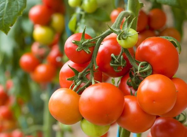  O que pode ser plantado depois dos tomates?