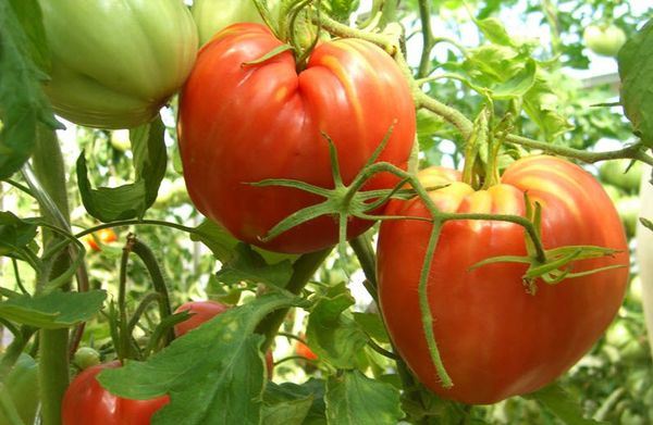  Variedades de Tomate Cardinal