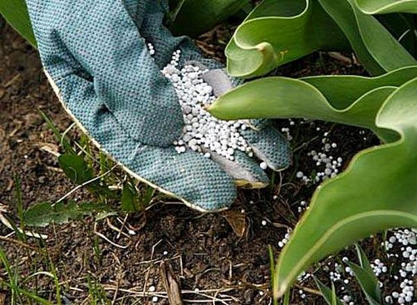  Adubos nitrogenados para plantas