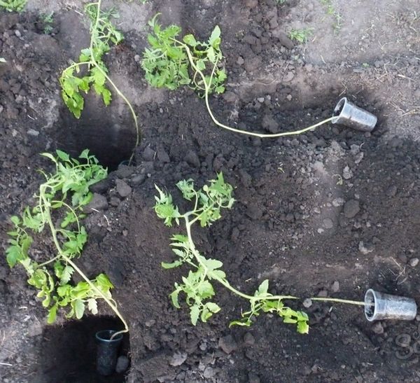  Como plantar mudas de tomate overgrown