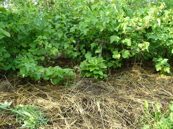  Adubo verde enriquece o solo ao redor das groselhas com nutrientes
