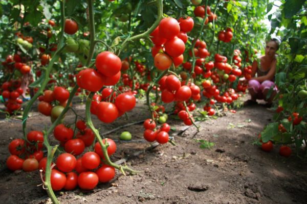  Tomates são considerados um dos melhores antecessores de pepinos.
