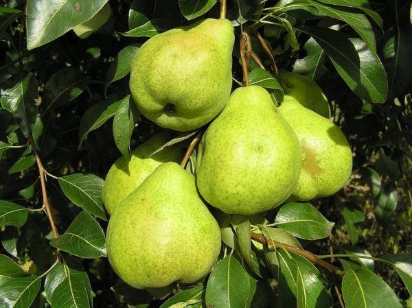  Pear Augustus Dew