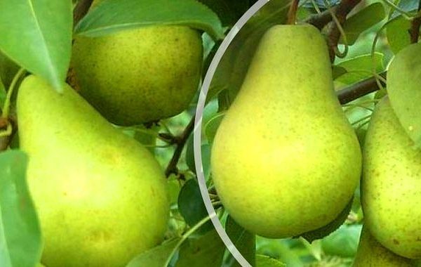  Frutas da variedade Pervomayskaya podem ser guardadas até 8 meses