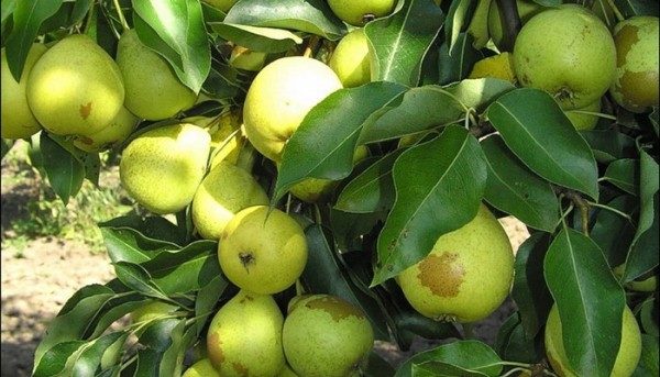  Pear Skorospelka de Michurinsk