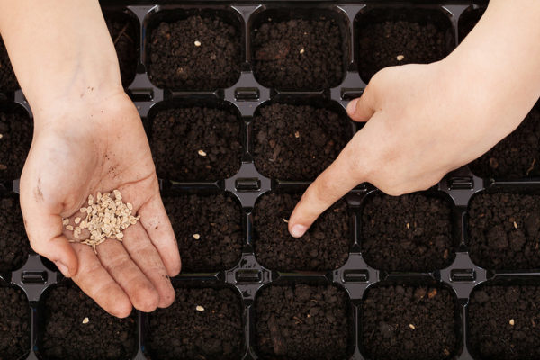  Se desejado, as sementes podem ser semeadas em um recipiente separador