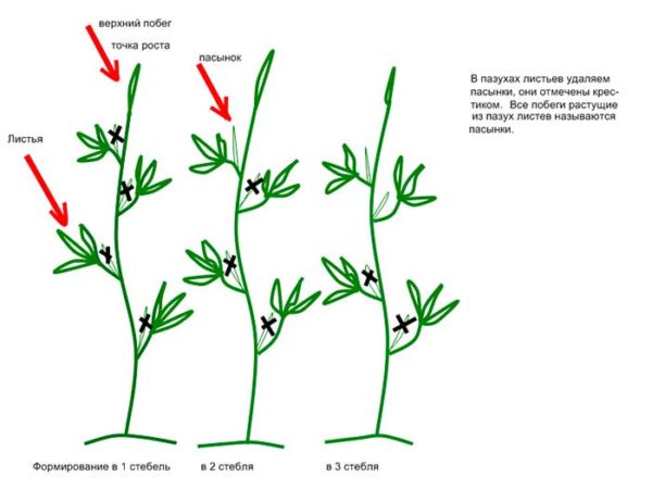  Esquema de formação de arbustos em talos 1-2-3